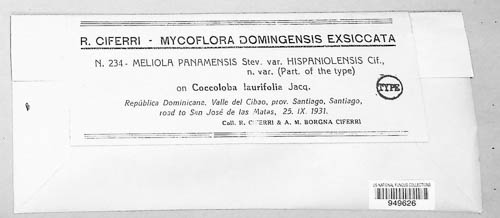 Meliola panamensis image